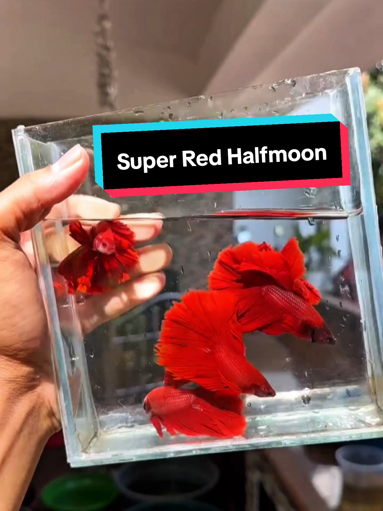 Câu chuyện em học sinh mê dòng cá Đỏ !! #cabettadep #bettasuperredhalfmoon #bettahalfmoon #cabetta 