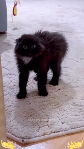 funnycats😂😂#funnycat #cats #catlover #funnyvideos #cutecat #catsoftiktok #viral_video 
