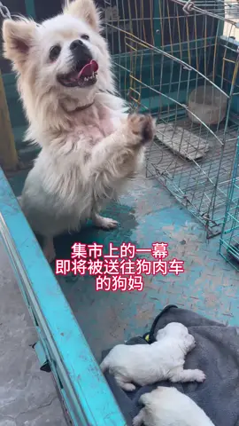 #马来西亚 #狗狗 #萌宠 #流浪狗救助 