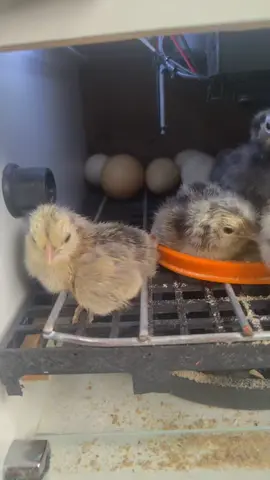 A chocadeira funciona mesmo.