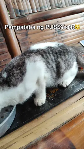 Pampataba sa pusa mo, gumamit ka netong nutrition for cats gel from @Puainta #nutritionalgel #puainta 