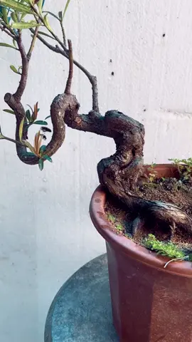 nhẹ nhàng hơn #caycanh #bonsai #bonsaimini #nghethuatbonsai 