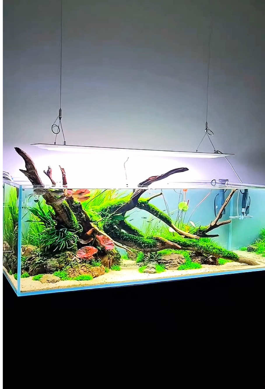 Hồ thuỷ sinh Nature đẹp quá 💯 Cre: fruity0ne #ThuỷSinh #Nature #Aquarium #Aquatic #Aquascape #viral 