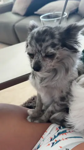 Bartok the magnificent  #chihuahuastiktok 