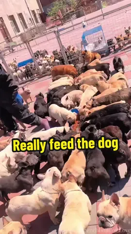 Feed the dogs, come see the poor abandoned furry babies#frenchbulldog #doglover #cutepet #straydog #dogsoftiktok