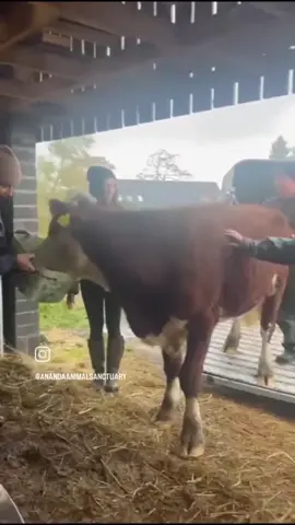 We had to say a heartbreaking goodbye to our beautiful gentle boy Fergus 🐮 He'll never be forgotten and we're comforted by the fact he got to experience love and freedom 💚 #animalsanctuary #cow #blind #animalrescue #friendsnotfood #vegan #fortheanimals #Scotland 