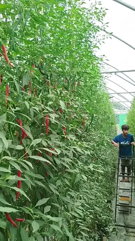Cabai Greenhouse #petanimuda  #petanimudamilenial#cabaimahal  #petaniindonesia🇮🇩🇮🇩🇮🇩🌿🌿 