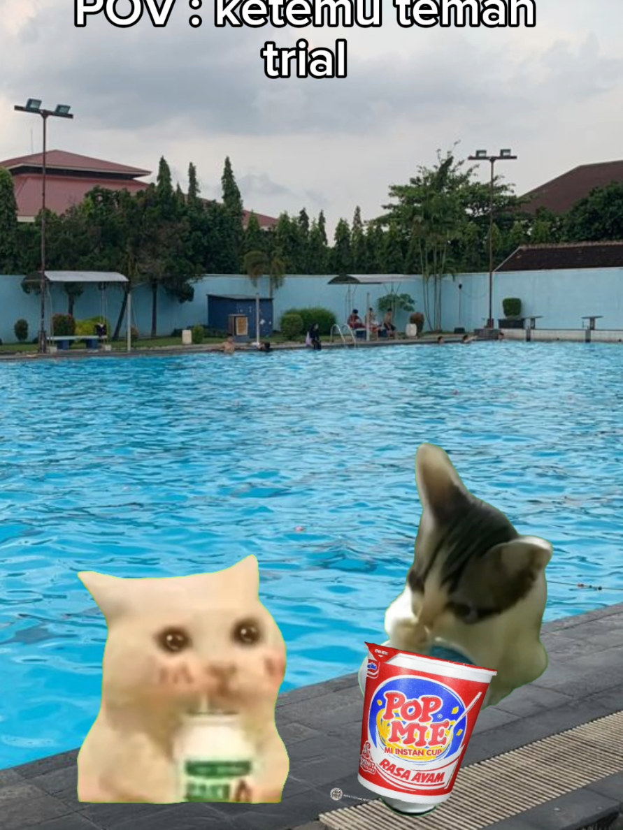 gmn ya dia sekarang 😞  #kucingmeme #memekucing #kucing #meme #cat #kucingmeme🗿👍 