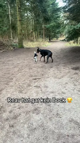 #hundevideos #dogsoftiktok #dog #dogvideos #hundetraining 