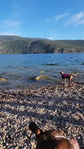 This baby did it. she jumped in off a rock into the not so warm lake. Go Rosie go. #puppylove #babydog #lakeday 