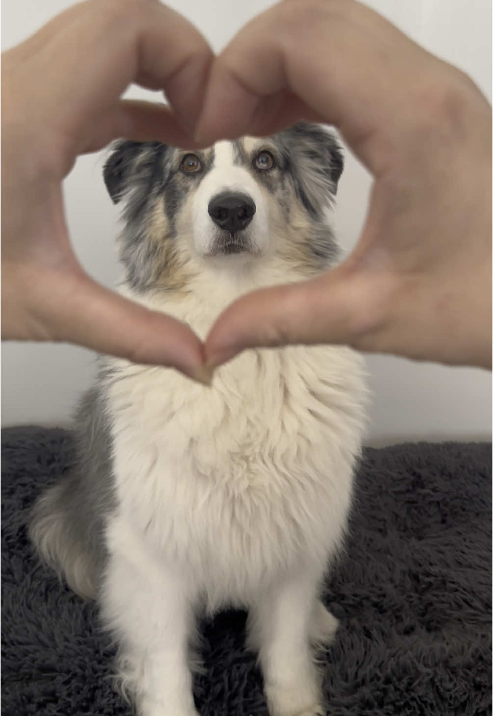 On a essayé la trend 😂 #pricetag #bergeraustralien #australianshepherd #chien #dog 