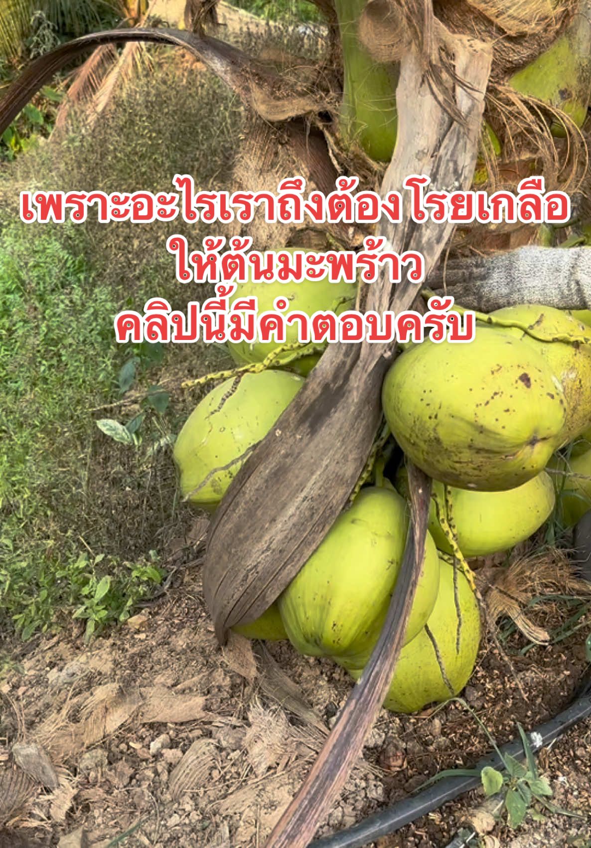 ทำไมเราต้องโรยเกลือให้ต้นมะพร้าว เพราะอะไร คลิปนี้มีคำตอบครับ #สวนลุงคม 