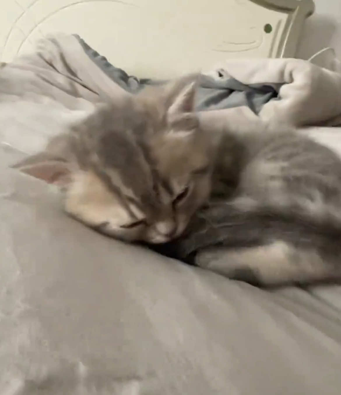 #funnyvideo #fyp #catsoftiktok #cat 