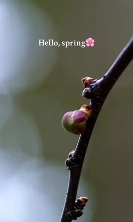 Hello, spring! 🌸