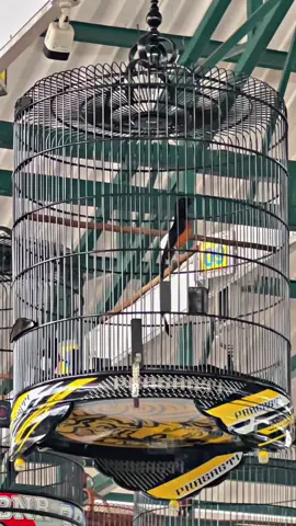 Proses #muraibatu #muraibatumania #kicaumaniaindonesia #gantanganprasasti #fyp #muraibatuindonesia #CapCut 