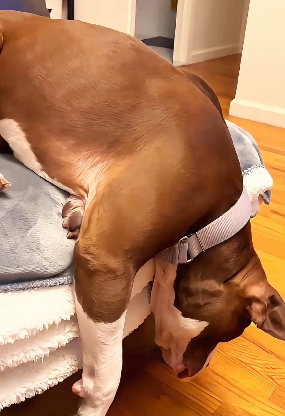 Try not to laugh 😂😂😂 #animals #funny #pet #dog #funnyanimals #funnyvideos #haha #dogsoftiktok #cat #funnypets #PetsOfTikTok 