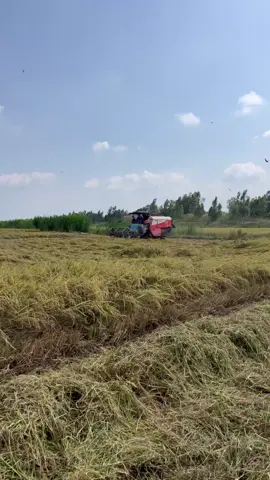 máy zin vs cộ lõ mấy ah đừng gạ .. sáng đánh lẽ chiều về tiếp bồ nhà nha ae@Bảo Redleo @hoang_phuc_67 @lính đánh thuê cậu cả báo 66 @Nguyễn Tuấn kiệt @Phạm Văn Ơn 🎥66 F1 @duysitun_93extra66dt @giangnguyen8233 @trongmini1122 @Lý Lực #xuxuong #xuonghuongtiktok #kubota93extra #lovelrg120plus #maycolua #maycatmientay 