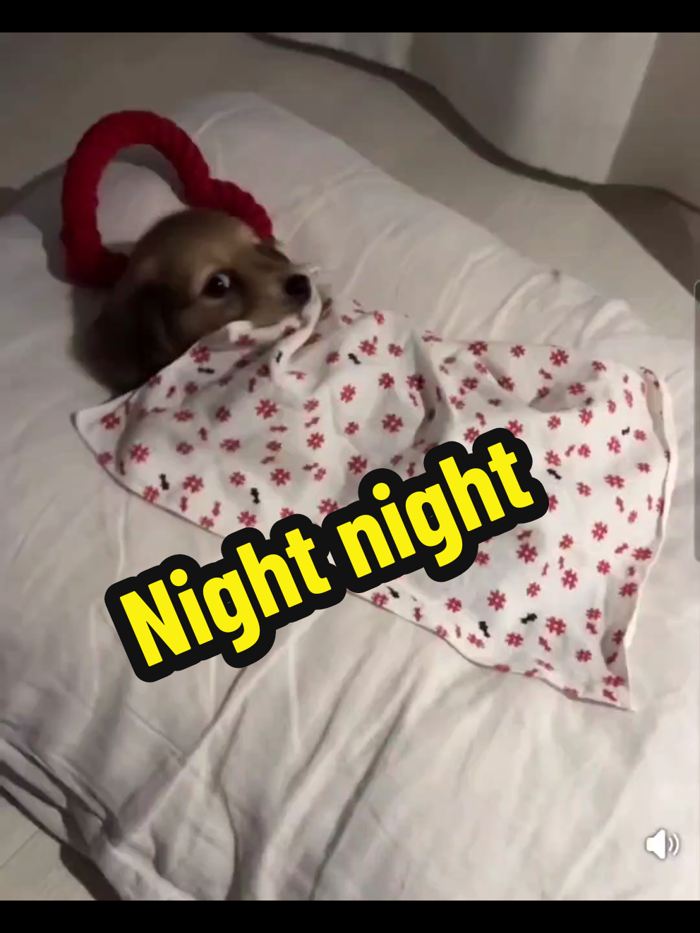 Sometimes you just need to see a dog tucking itself in.. #dog #dogs #dogsoftiktok #cute #pup #puppy #puppylove #pet #PetsOfTikTok 