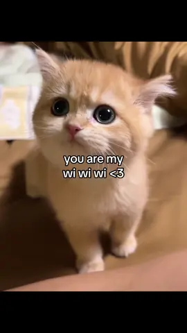 wi wi wi 🫶🏻🤍👀 #couple #boyfriend #girlfriend #loveyou #catsoftiktok #fyp #Relationship 