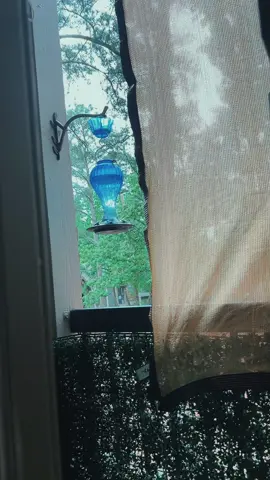 @kingsyard_official hummingbirds are so beautiful #fypシ゚viral #hummingbird #tiktokshop #tiktokfinds #springtok #couplegoals #transmenoftiktok🏳️‍⚧️💉 #paxxxfamxz @jamiejackson8999 