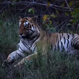 Chota Matka 🐯🏴‍☠️-I shoot not only about lions and there will be videos about tigers