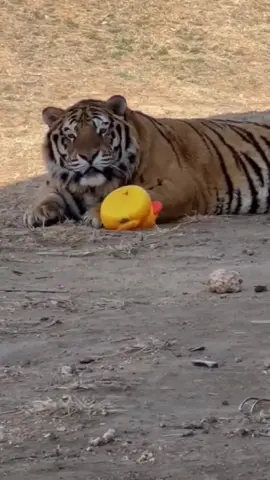 A sneaky big cat #tiger #animals 