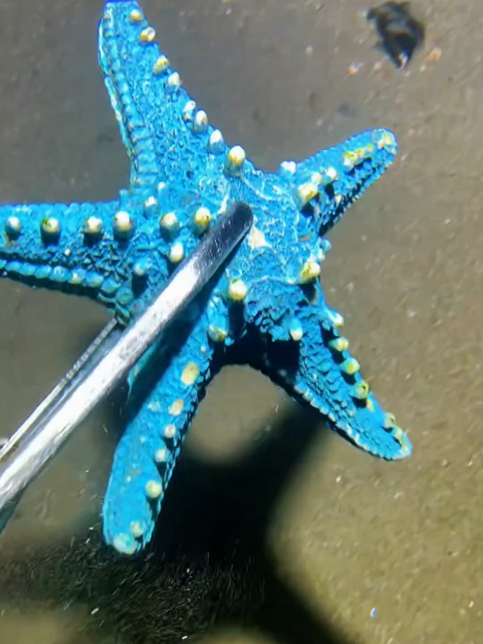 #diving #crab #catchthesea #seaside #seafood #fish #eel #lobster #seangsolofishing