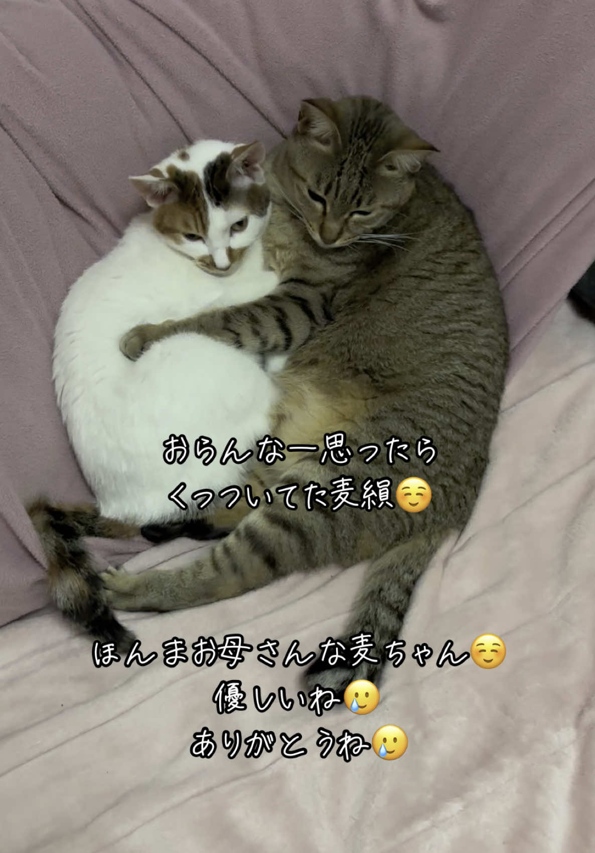 麦ちゃん、 いつも絹鞠のお世話してくれて ありがとうね☺️  #猫 #猫好きさんと繋がりたい #保護猫 #猫のいる暮らし 