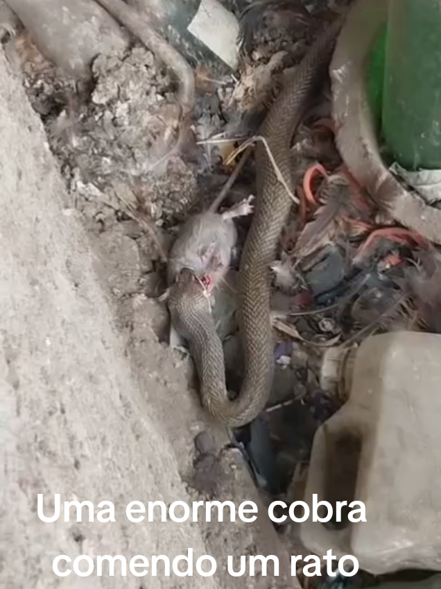 Isso é uma cobra corre campo comendo um rato ela não e venenosa  #videoviral #Rato #cobra 