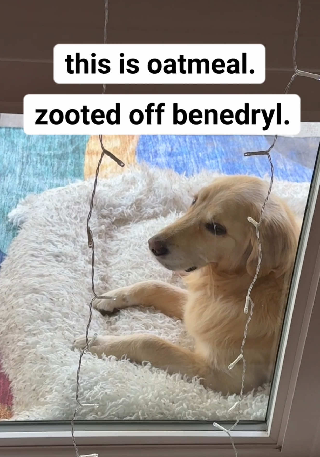 Oatmeal’s first time on Benadryl was… interesting #FunnyDog 