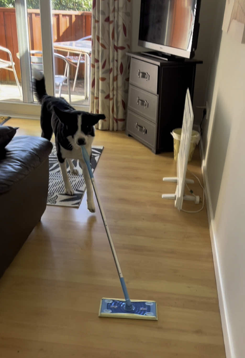 Simba is on the cleaning mission!  Who else would prefer house chores with such enthusiastic helper?  #smartdog #housechores #helpingothers #trickdog 