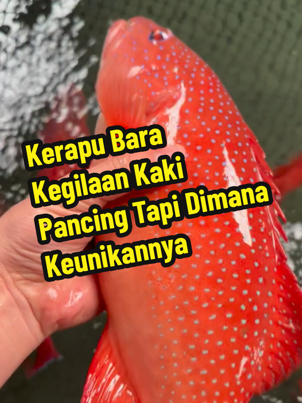 Kerapu Bara Kegilaan Kaki Pancing Tapi Dimana Keunikannya