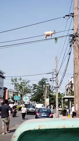Goat seen on electrical wire eating  #electrical #goatsoftiktok #goateating #climbinggoat #goatsonly #fyp #wildlife 