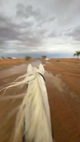 #حايل #مربط_الدخيِّل 