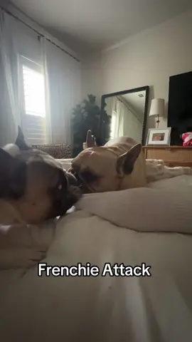 Not a single moment of rest in this house. #frenchie #frenchies #frenchbulldogs 