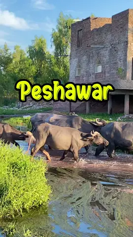 Peshawar Pakistan 🇵🇰  . . #peshawar #pakistan #explore #villagelife #travel #vlogger #dailyvlog #showboovlogs #showboo 