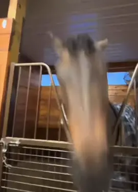 Should you buy $HorseMeat today? Let’s ask the wise all knowing horse..