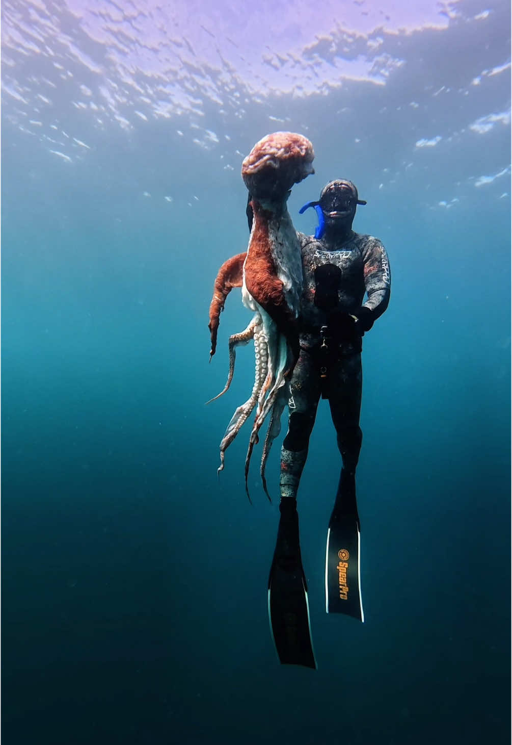71.6 pound giant pacific octopus we harvested in Oregon yesterday. I know this is a controversial one but their lifespan is only 3-5 years and this guy was at the end of his. Octopus are one of the most sustainable seafood we have in our ocean and this guy will feed a lot of people. #pnw #octopus #fypage 
