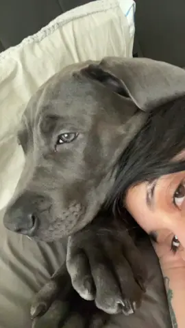 My new obsession #southafricanboerboel #puppy #southafricanboerboelpuppies 