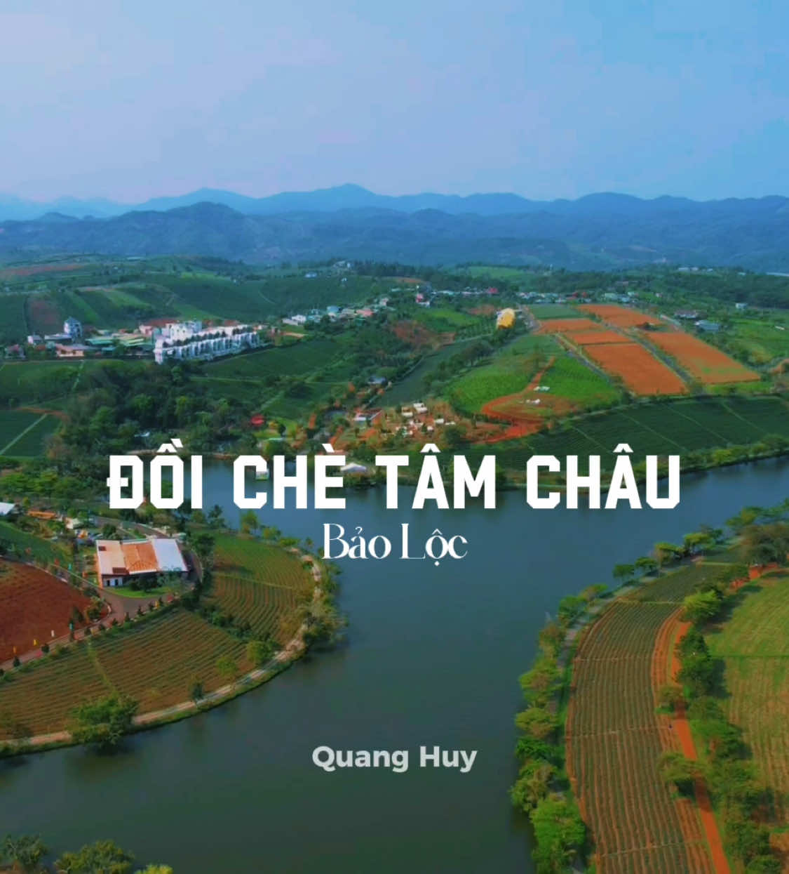 Đồi Chè Tâm Châu mùa này siêu đẹp #shortfilm #quanghuy #flim #baoloc #doichetamchau #flycam4k #doitratamchau 