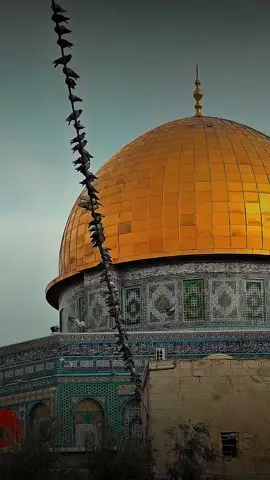 متى نسمع المنادي يقول (آدْخُلوها بِسَلامٍ آمنين)💔✨#غزة #غزة_فلسطين #foryoupage #viral #العراق #تصميم_فيديوهات🎶🎤🎬 #اكسبلور #explore #fyp 