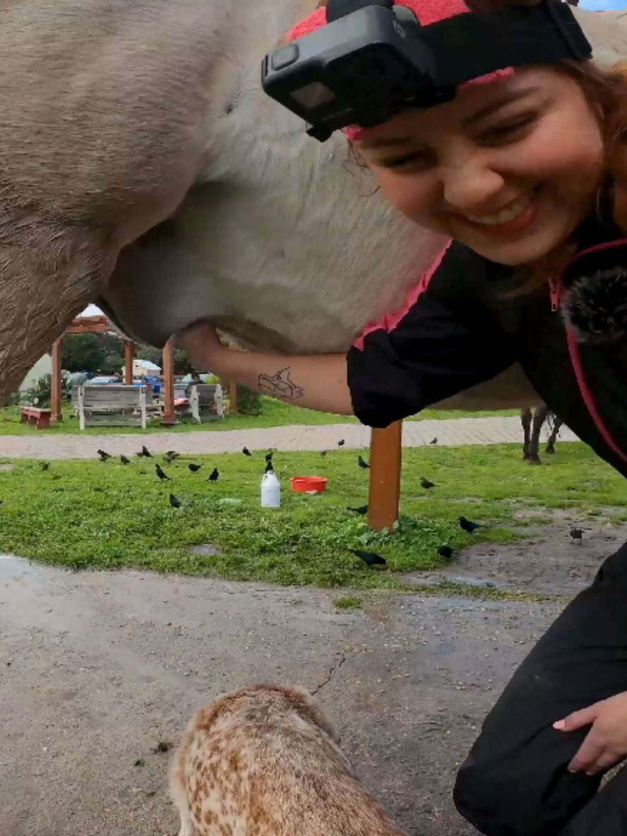The full version of my visit to this sanctuary is on U- toobe @theequinehealingcollab  #horse #horsegrooming 