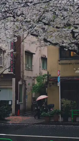 📍Kayabacho, Tokyo🇯🇵 桜流しの雨 東京 茅場町 #japan #tokyo #cherryblossom #sakura #日本 #🇯🇵 #桜 