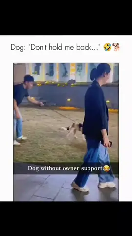 Serving up laughs with the cutest dogs around! #DogLaughs #pawfect 