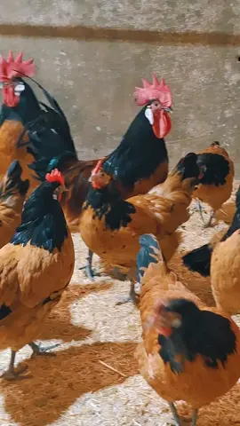 #ملك👑دجاج 🐔# #trending #tiktok #capcut #لبنان#