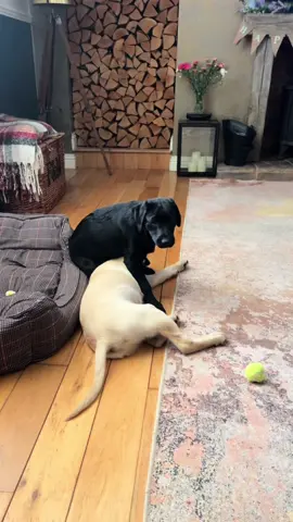 Before and after  .. #labradorretriever #chocolatelab #foxredlab #yellowlab #blacklabsquad #training #teampureflax #gundogtrainer  #slingleygundogs #pickingupteam  #instavideo