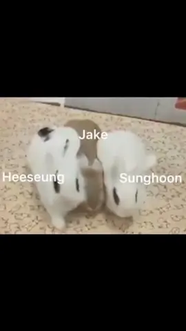 #HOS_TOUR  Jake has 2 protectors but Hee&Hoon has only one Jakey 🫠 #fyp #heejake #sungjake #hoonjake #heejakehoon #jakehoon #fypage #viral #jakesim #sunghoon #heeseung #jake 