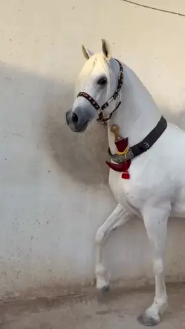 ربعي وانا منهم وهم مني #نجران_الان #يام #وايله #همدان #الخيل #حصان #المحزم #البدو #خياله #تراثنا_فخرنا #امجاد #ربعي 