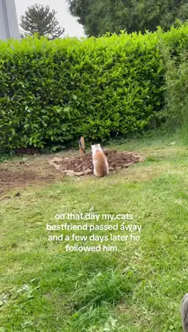 my cat was my dogs bestfriend and after my dog passed away my cat was mourning and sat infront of his grave. That broke my heart.. my cat died a few days later by a car. #cat #dog #bestfriend #rainbowbridge #passedaway #sad #pets 