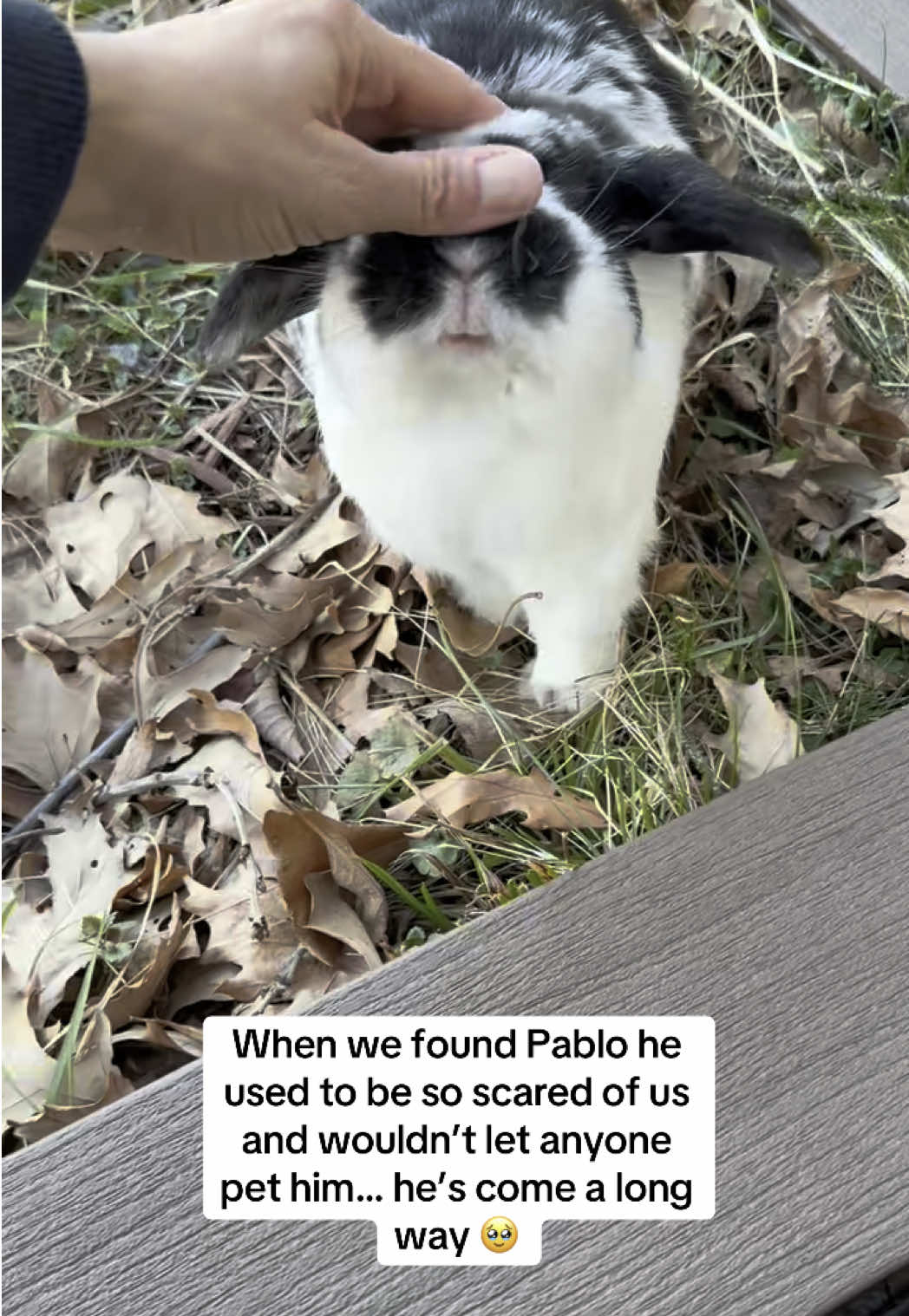 It’s been less than a year since we found Pablo and we absolutely love him.. and I think he is starting to love us too 🥹🥰 #pablotherabbit #minilop #rabbitsoftiktok #cuteanimals #cuteanimalsoftiktok #bunnyinfluencer #fyp #viral #bunnytok 